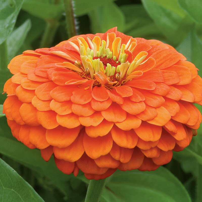 Zinnia, Benary (Orange)