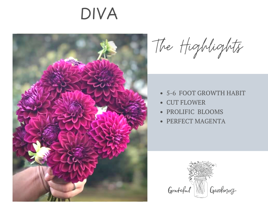 Dahlia Tuber - Diva