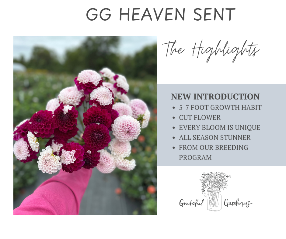 Dahlia Tuber - GG Heaven Sent