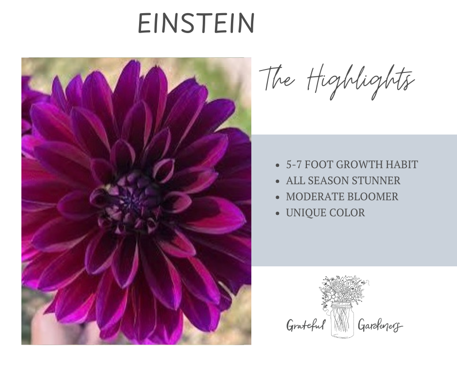 Dahlia Tuber - Einstein