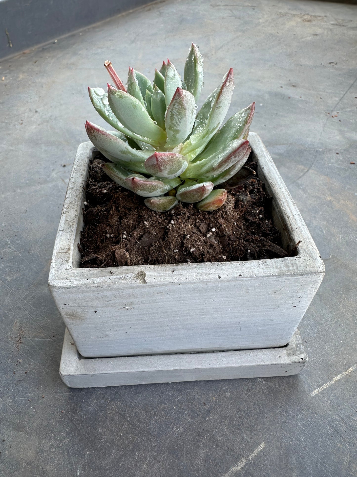 Small square succulent pot