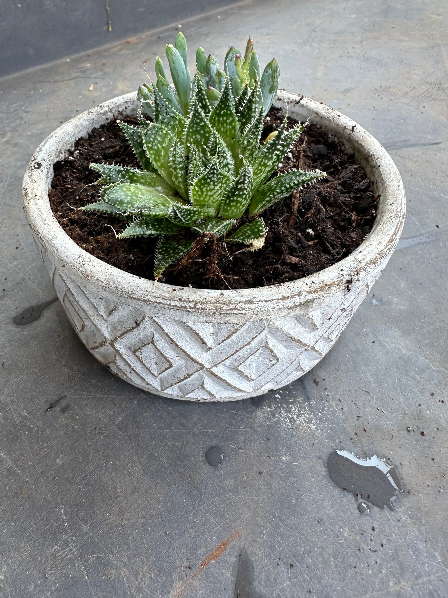 Medium white succulent pot