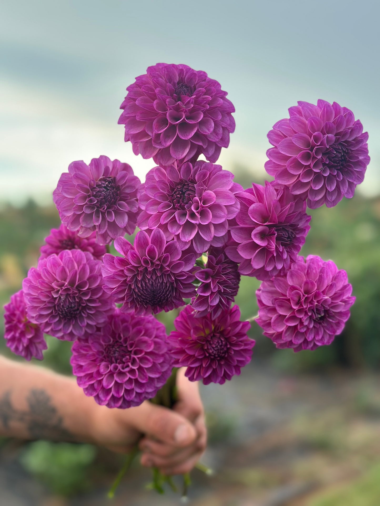 LAST CHANCE Dahlia Flash Sale