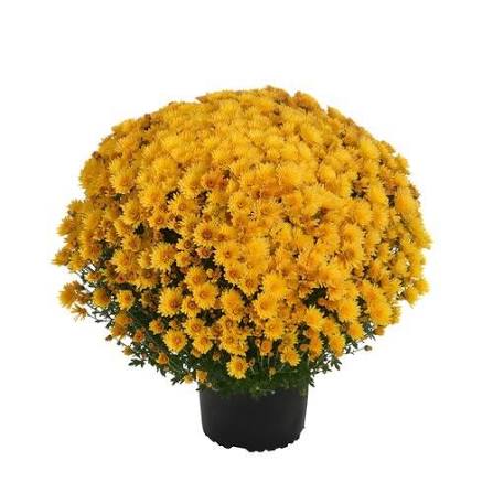 Mum Pots