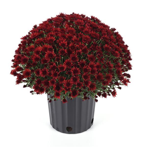 Mum Pots