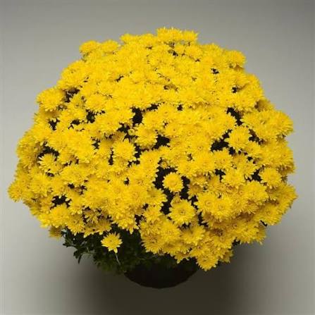 Mum Pots