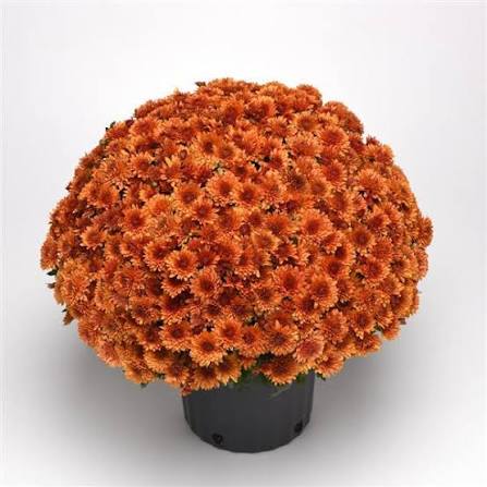 Mum Pots