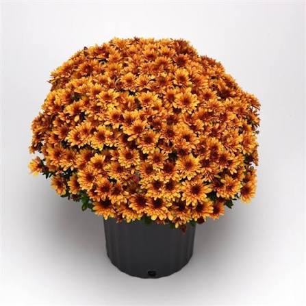 Mum Pots