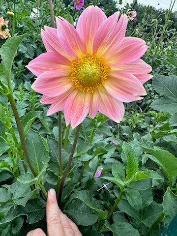 Dahlia, Open-Faced Wildflower Mix