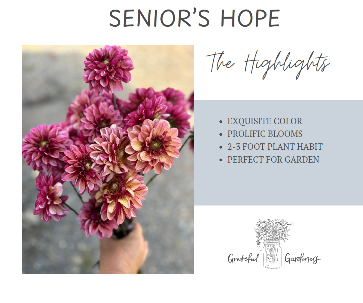 Dahlia Tuber - Senior's Hope