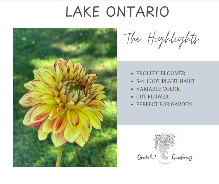 Dahlia Tuber - Lake Ontario
