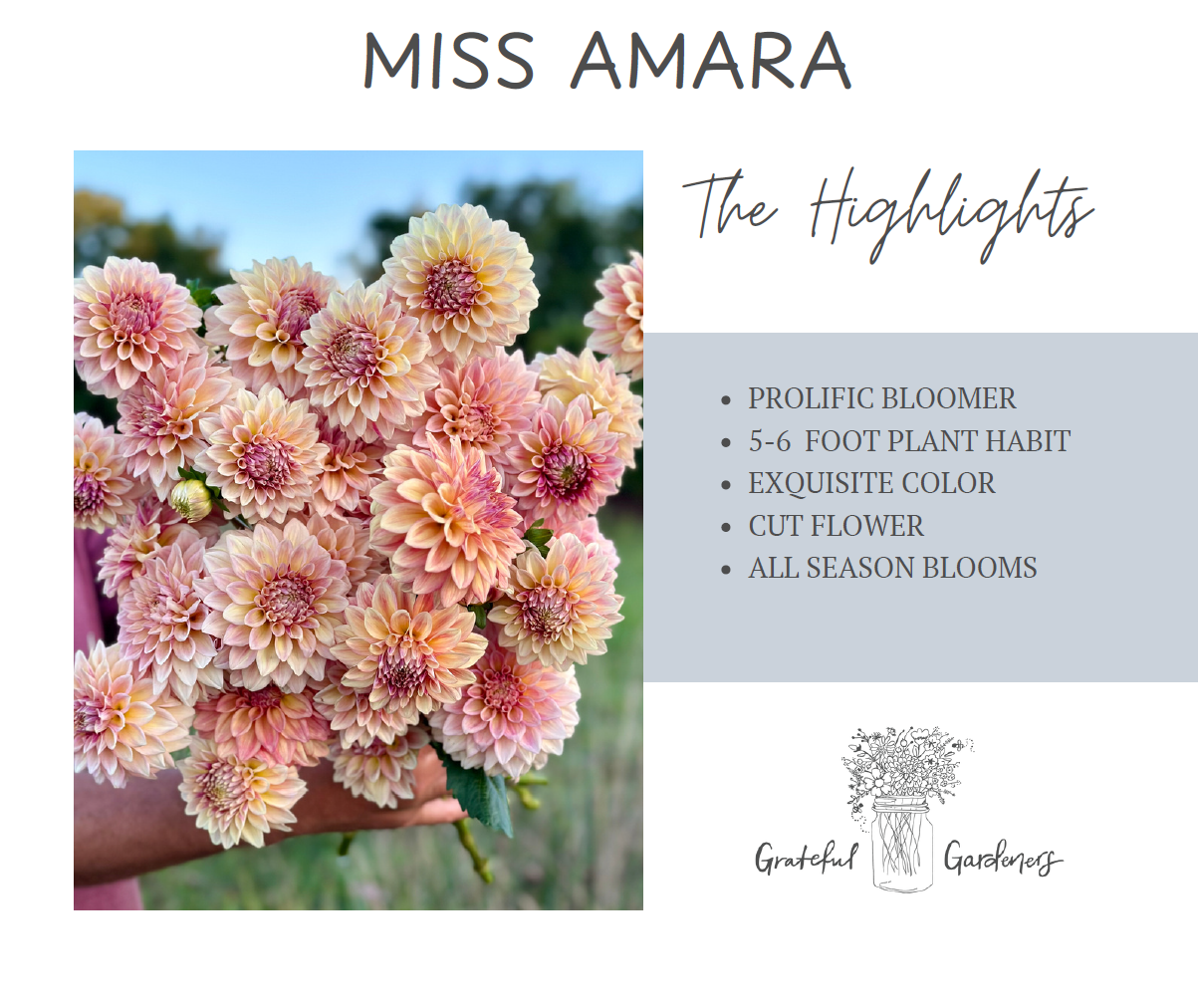 Dahlia Tuber - Miss Amara