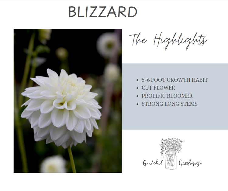 Dahlia Tuber - Blizzard