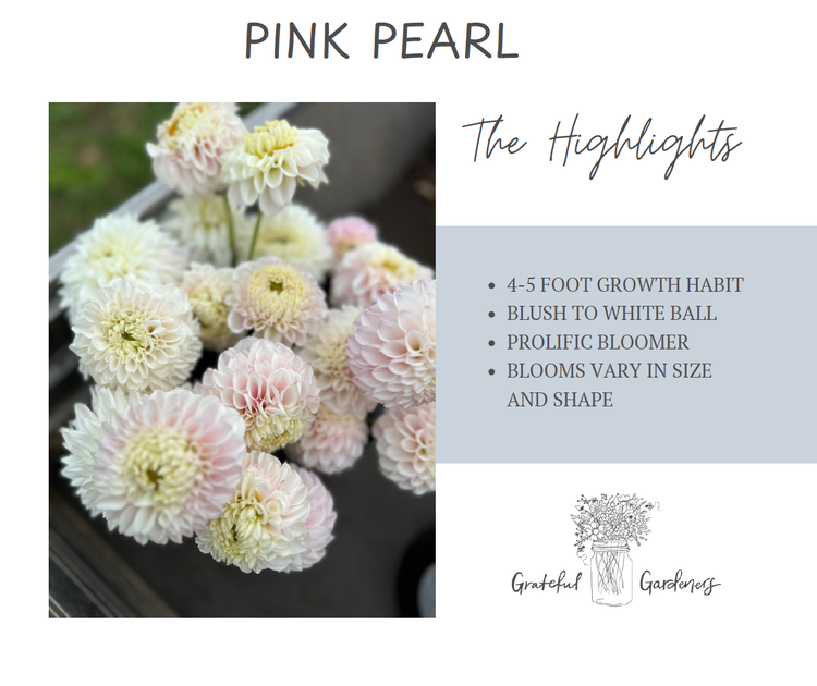 Dahlia Tuber - Pink Pearl