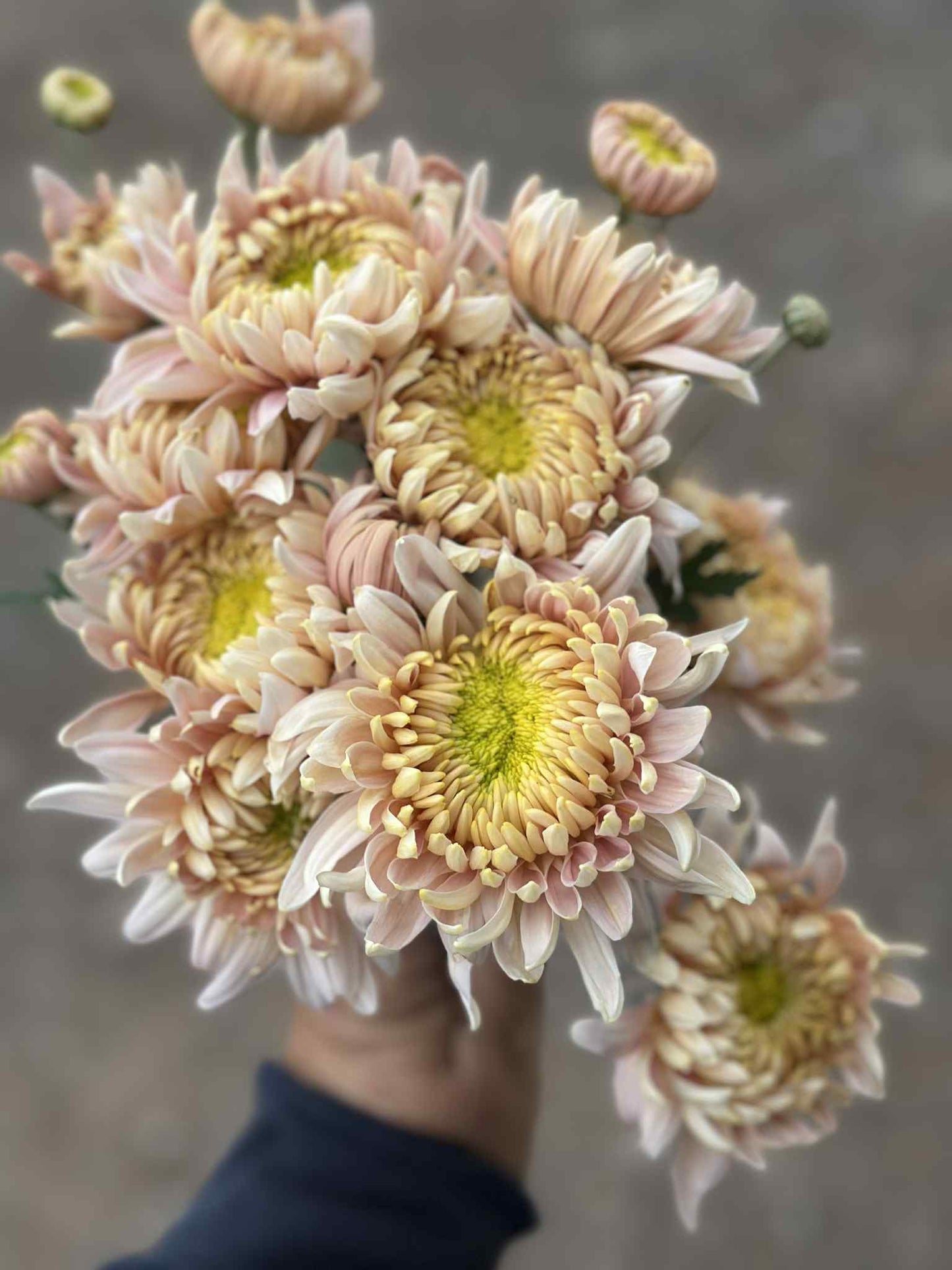 Heirloom Spray Mum, Blush