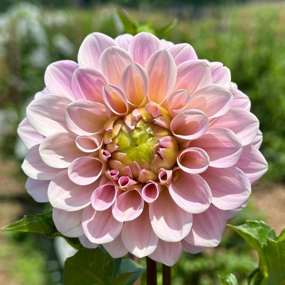 Dahlia (Pink Shades, Medium)
