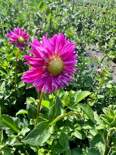 Dahlia, Open-Faced Wildflower Mix