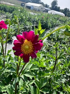 Dahlia, Open-Faced Wildflower Mix