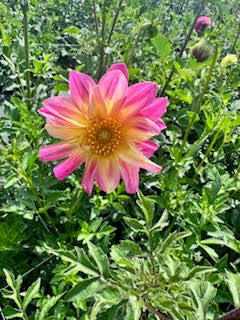 Dahlia, Open-Faced Wildflower Mix