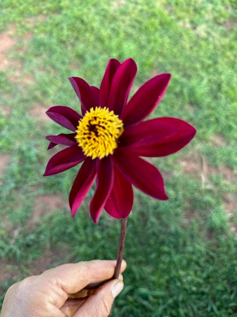Dahlia, Open-Faced Wildflower Mix
