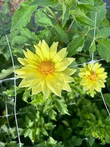 Dahlia, Open-Faced Wildflower Mix