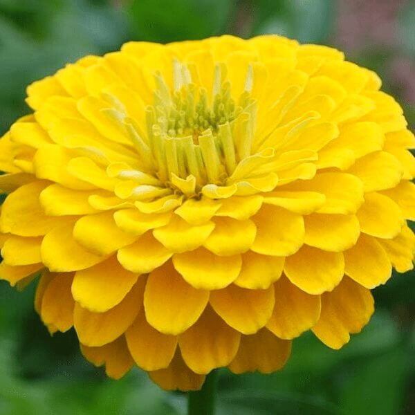 Zinnia, Benary (Yellow)