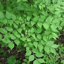 Honeysuckle Bush (Foliage)