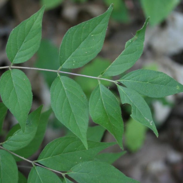 Honeysuckle Bush (Foliage)