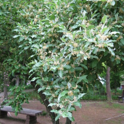 Autumn Olive Branches (XL)