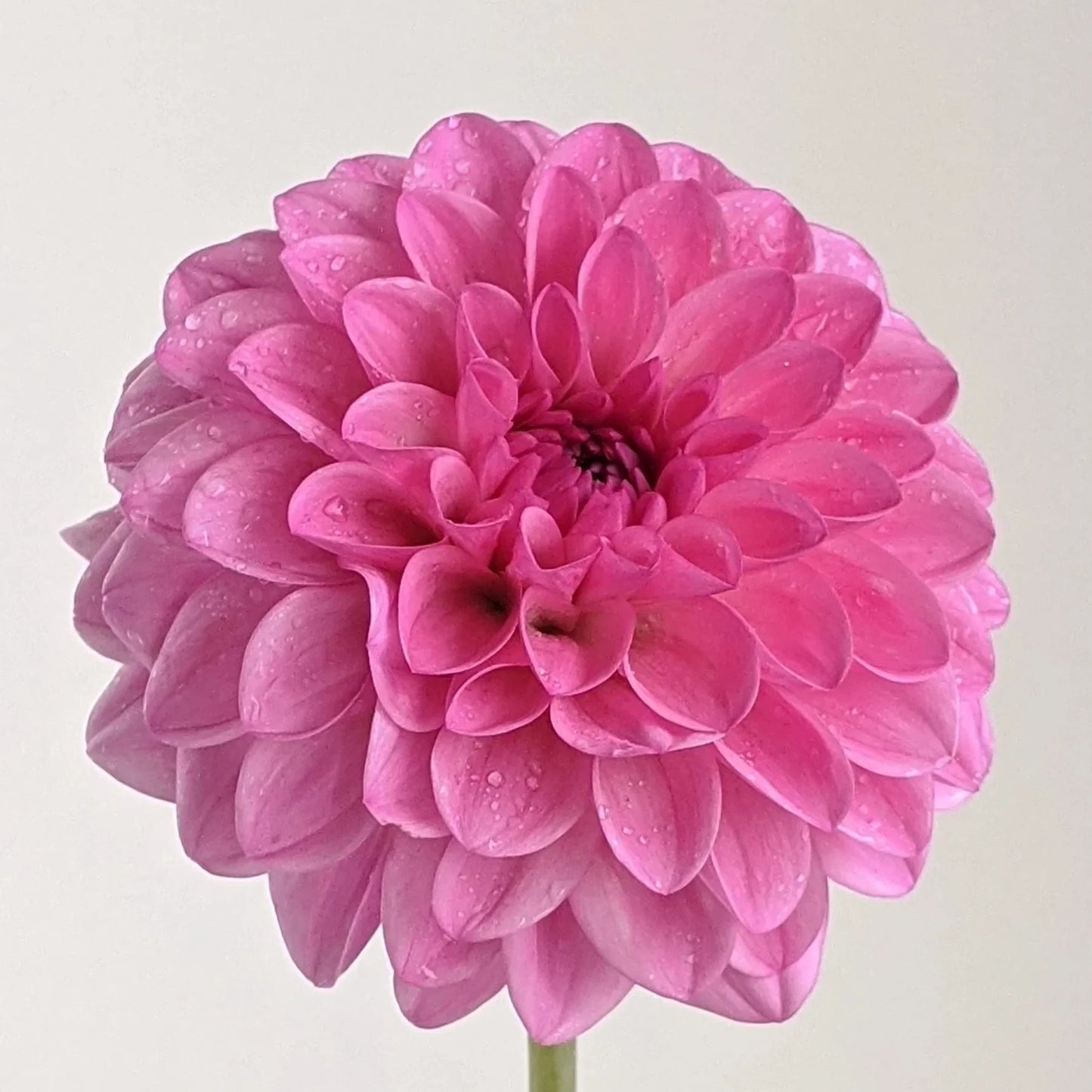 Dahlia (Pink Shades, Medium)