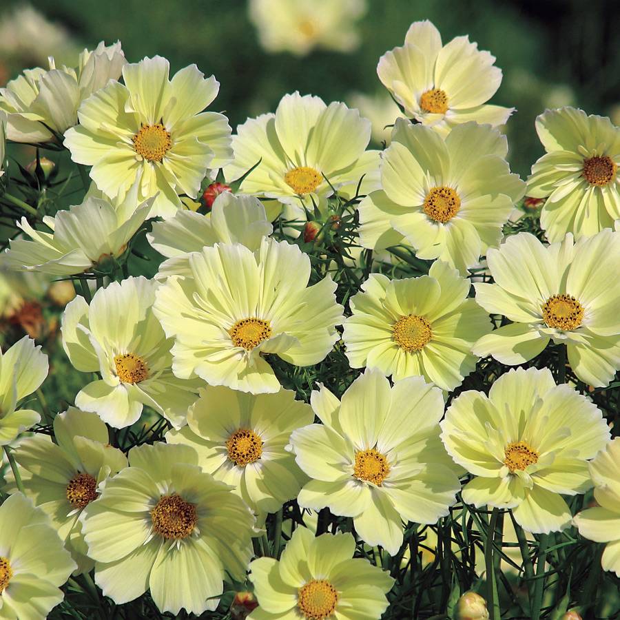Cosmos (Xanthos Yellow)