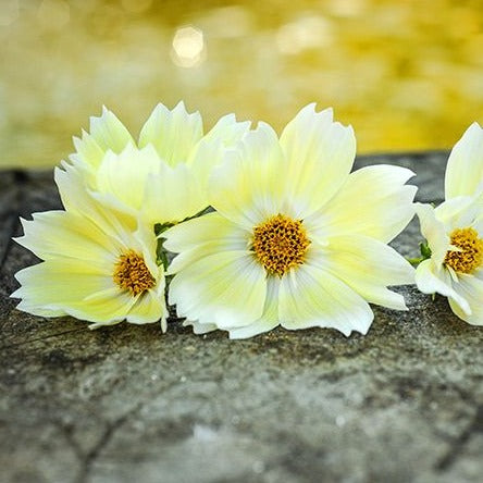 Cosmos (Xanthos Yellow)