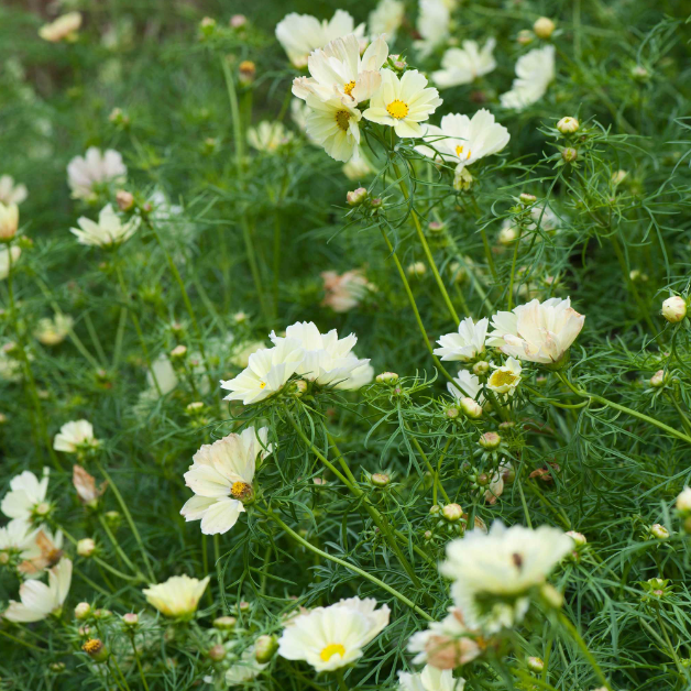 Cosmos (Xanthos Yellow)