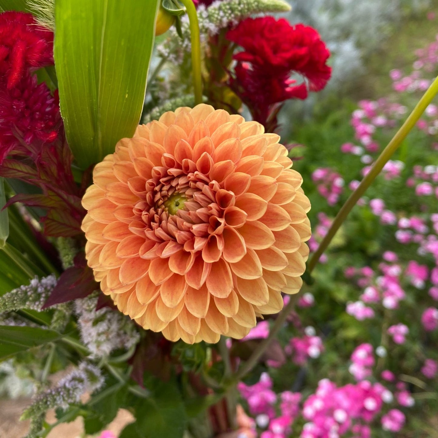 Dahlia (Orange Shades, Medium)