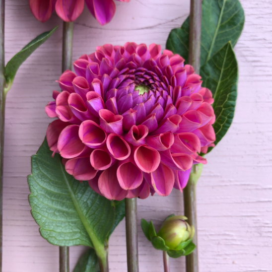 Dahlia (Purple Shades, Medium)