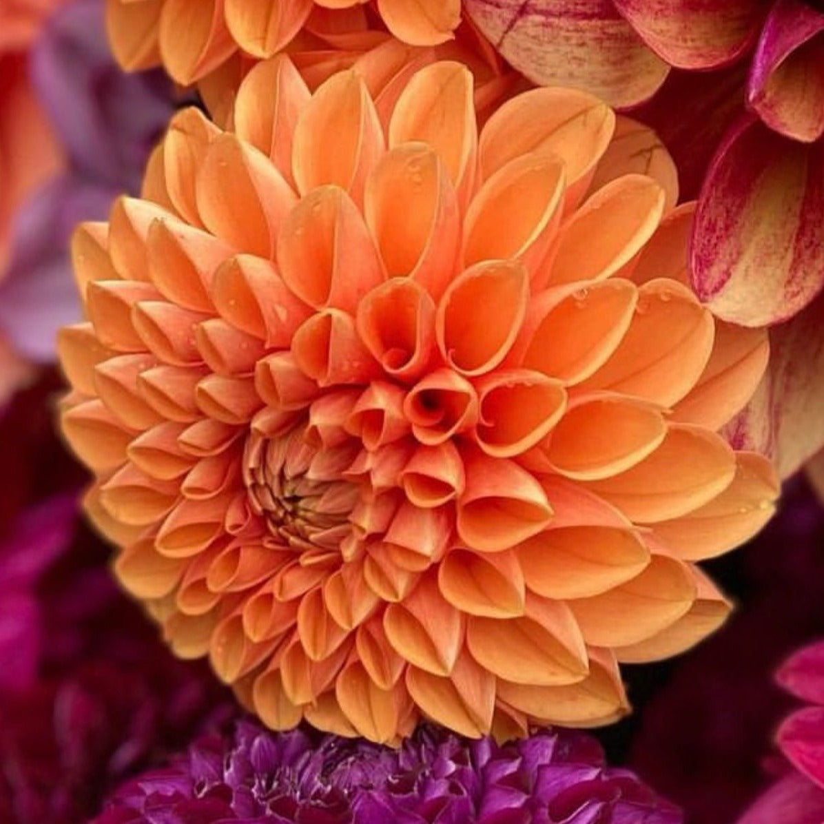 Dahlia (Orange Shades, Medium)
