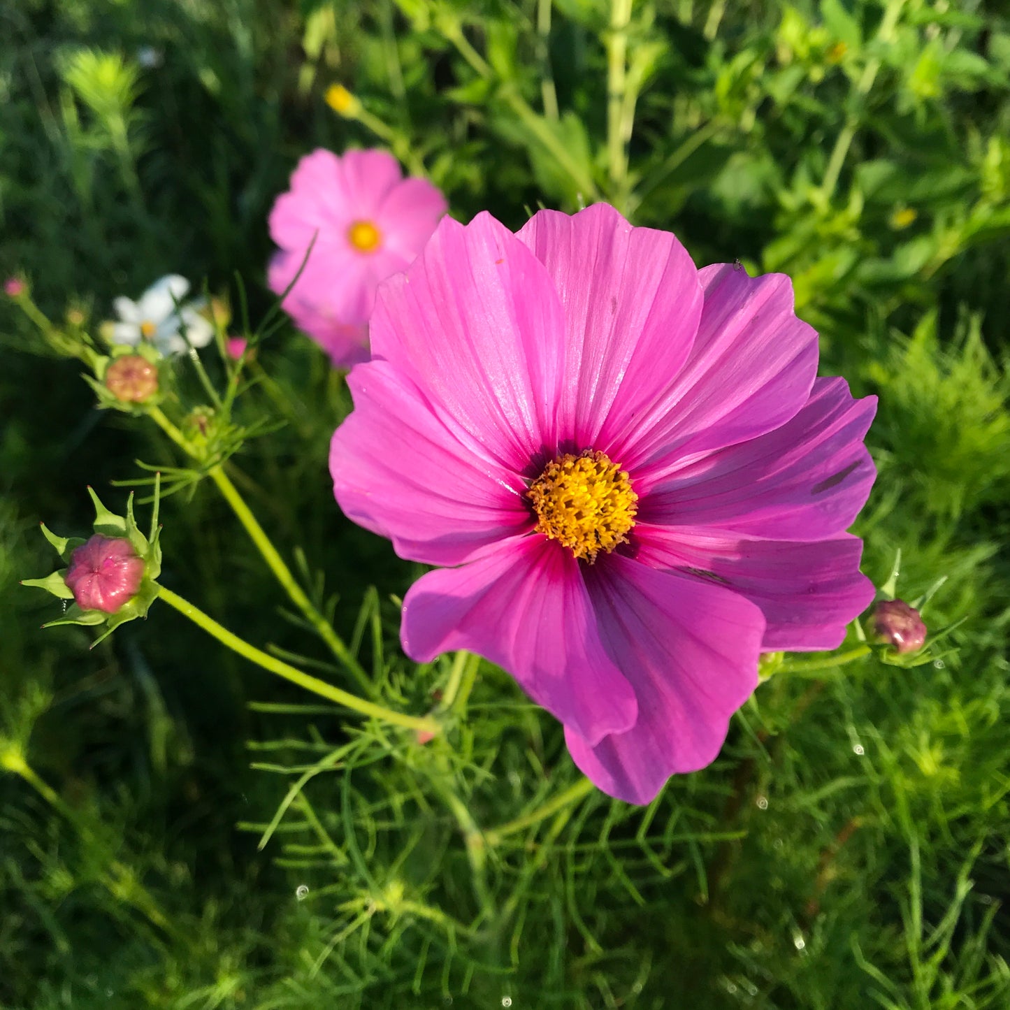Cosmos (Hot Pink)