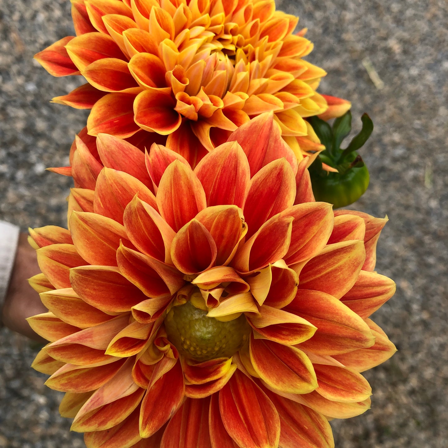 Dahlia (Orange Shades, Medium)