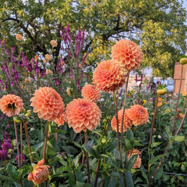 Dahlia (Orange Shades, Medium)
