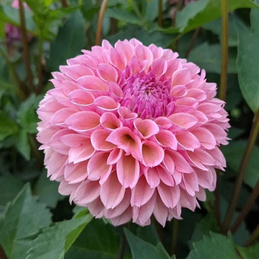 Dahlia (Pink Shades, Medium)