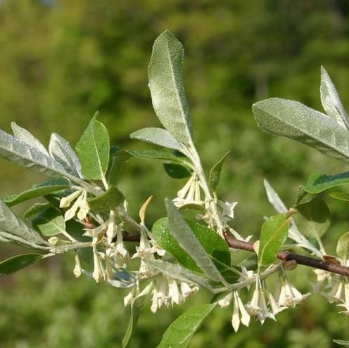 Autumn Olive Branches (XL)