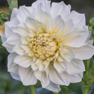 Dahlia (White, Medium)