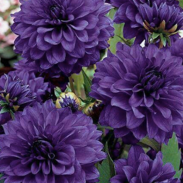 Dahlia (Purple Shades, Medium)