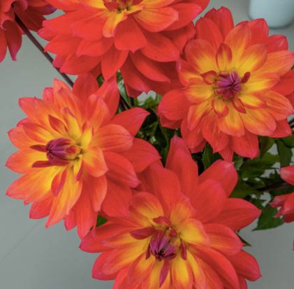 Dahlia (Red Shades, Medium)