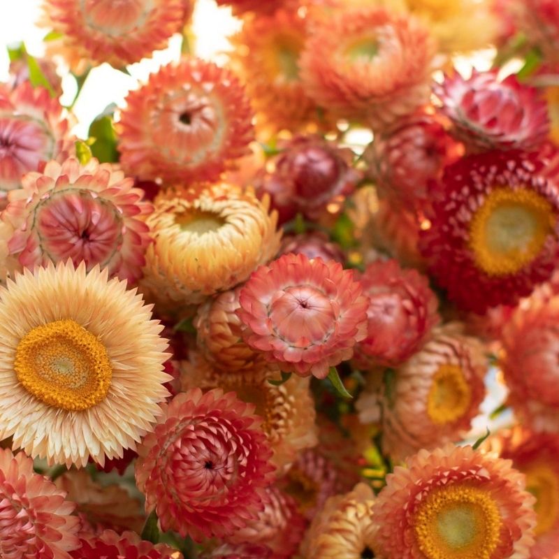 Strawflower (Apricot/Peach)