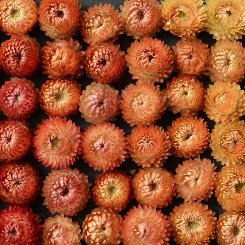 Strawflower (Apricot/Peach)
