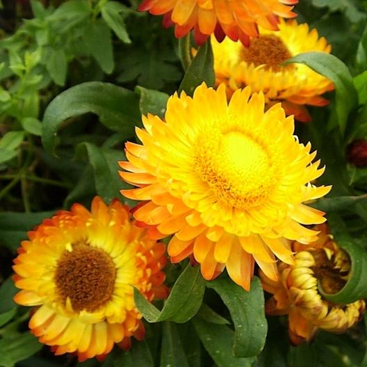 Strawflower (Yellow)