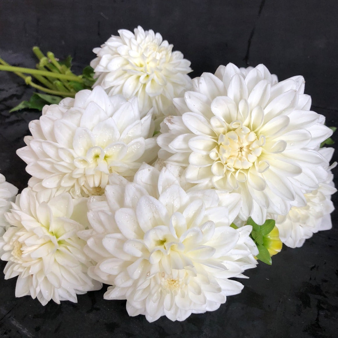 Dahlia (White, Medium)