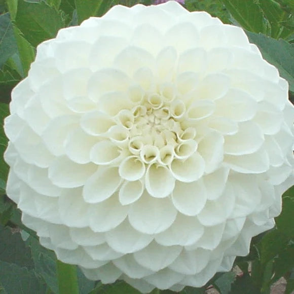 Dahlia (White, Medium)