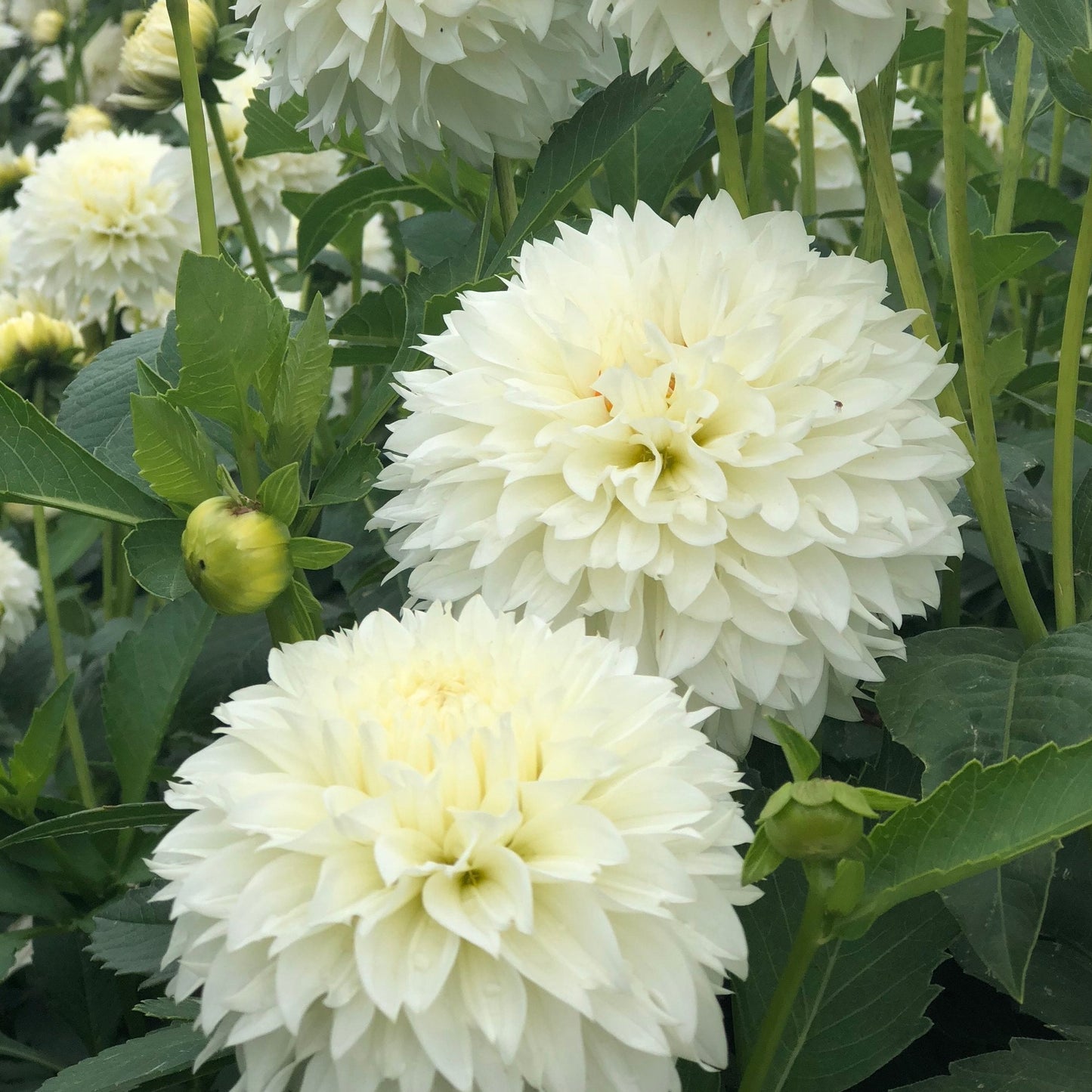 Dahlia (White, Medium)